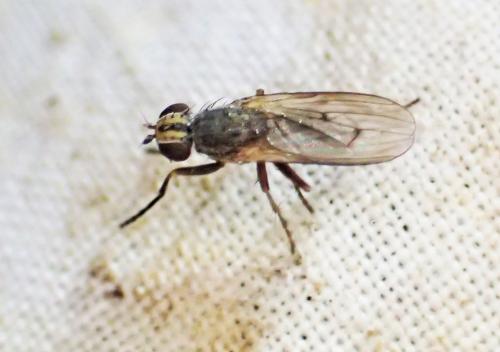 Pherbellia cinerella